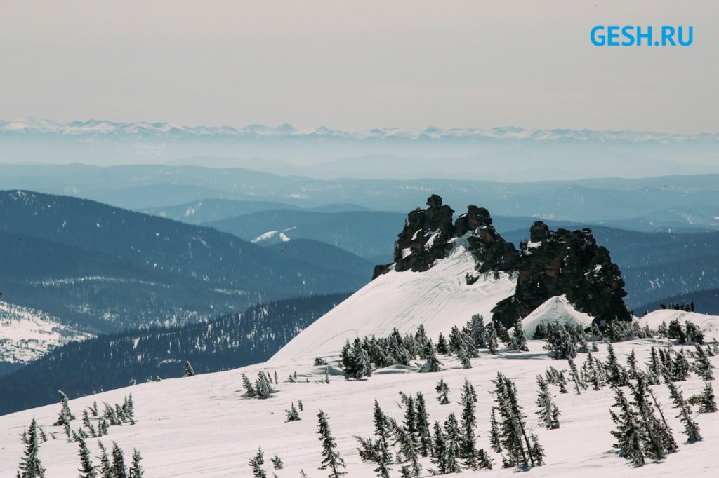 Верблюды Верблюды